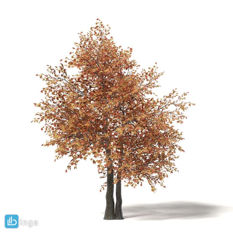 درخت افرا در پاییز