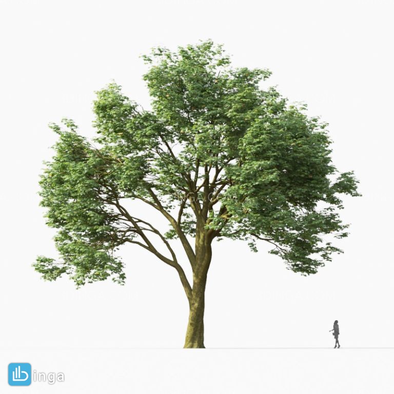 درخت در فصل بهار