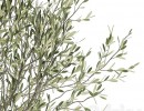 مجموعه گیاهان در گلدان