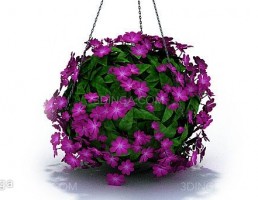 گل آپارتمانی آویز