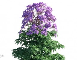 گیاهان باغی