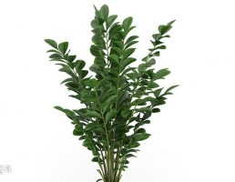 گلدان + گیاهان خانگی