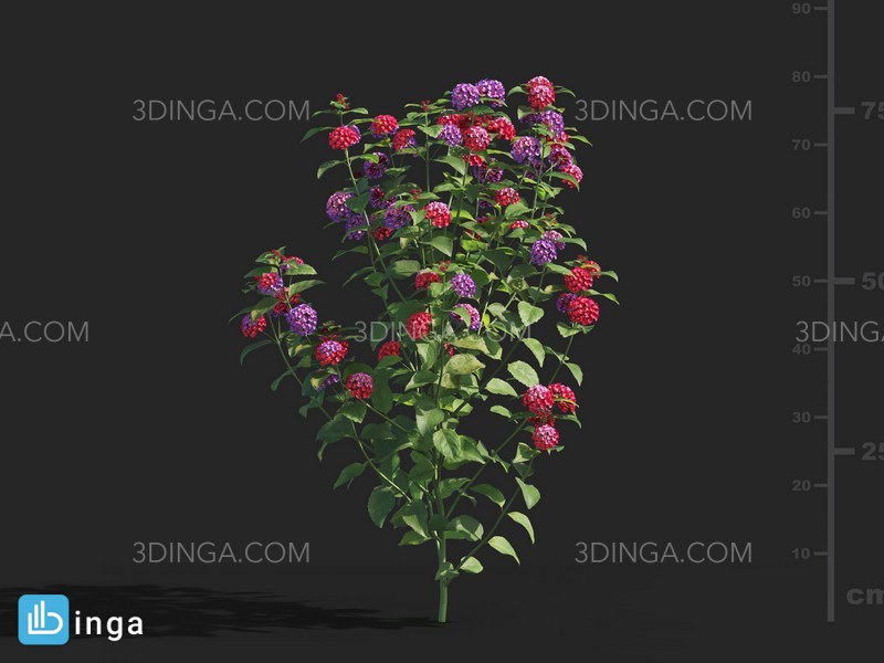 گل های باغی