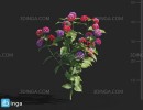 گل های باغی