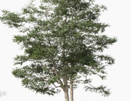 درخت در فصل بهار