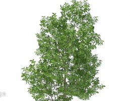 درخت سیب