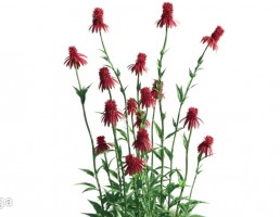 گیاهان باغی