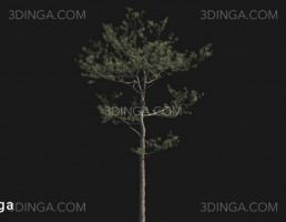 درخت Pinus elliottii
