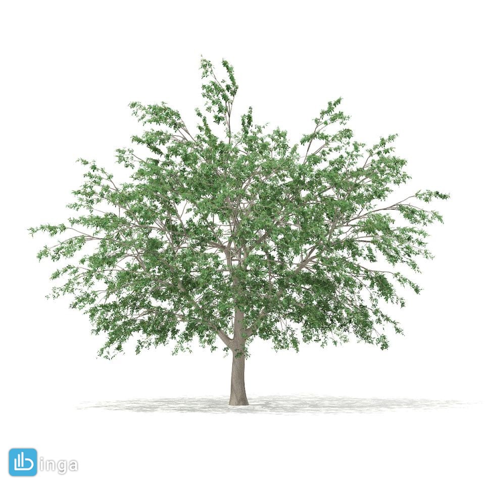 درخت راش