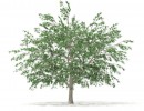 درخت راش
