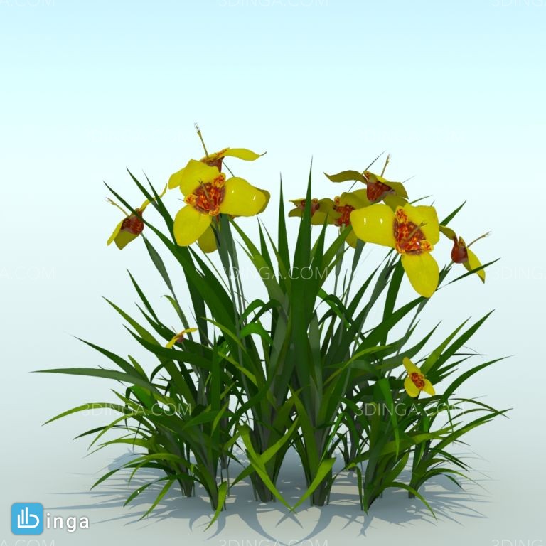 گیاه باغی بهاری