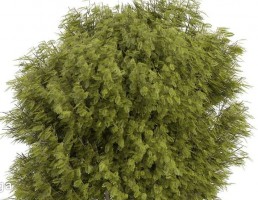 درخت در معرض باد