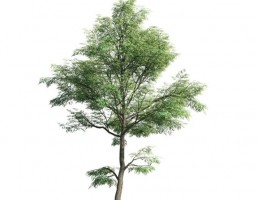 درخت