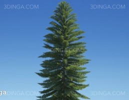 درختان کاج استرالیا و اقیانوسیه