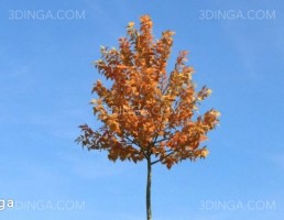درختچه در فصل پاییز