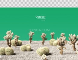 پرسوناژ انواع کاکتوس در فضای باز روی شن