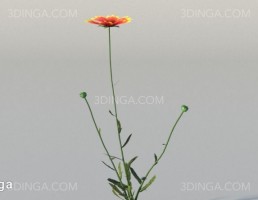 بوته گل اروپایی و آمریکای شمالی