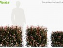 انواع درختچه های باغی