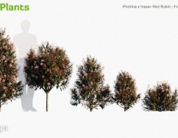انواع درختچه های باغی