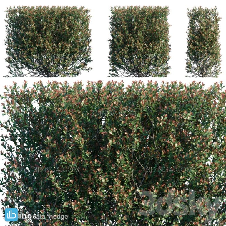 مدل سه بعدی گیاه بوش