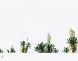 کاکتوس مناطق بیابانی
