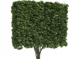 درخت پرچین