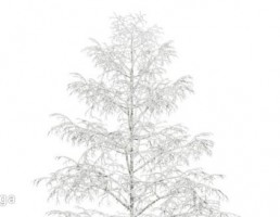 درخت  در زمستان