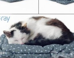 گربه Fluffy