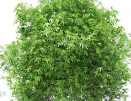 درخت انبه