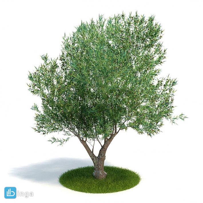 درختچه زیتون