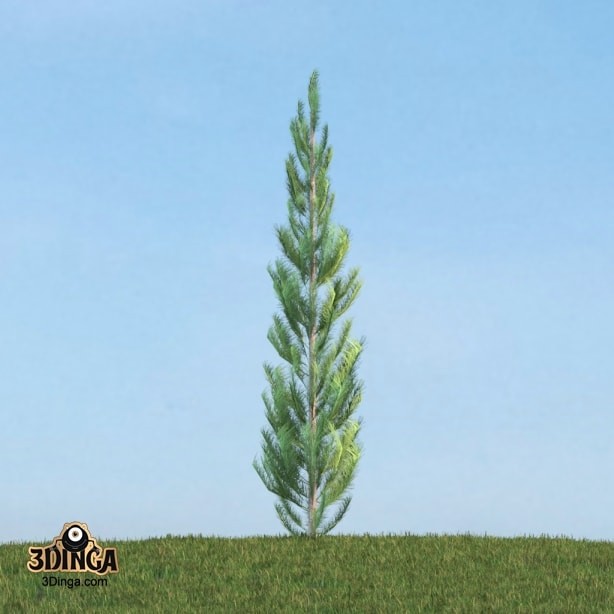 درخت Pinus