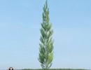 درخت Pinus