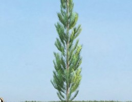 درخت Pinus