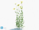 گل های بهاری