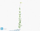 گل های بهاری