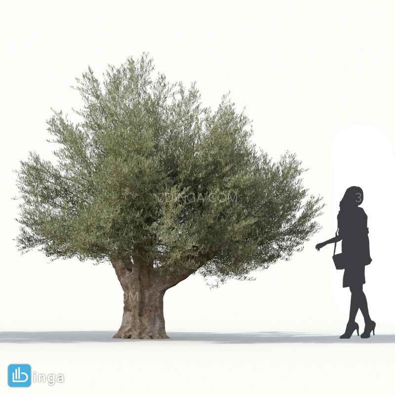 درخت زیتون