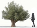 درخت زیتون