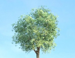 درخت Tilia