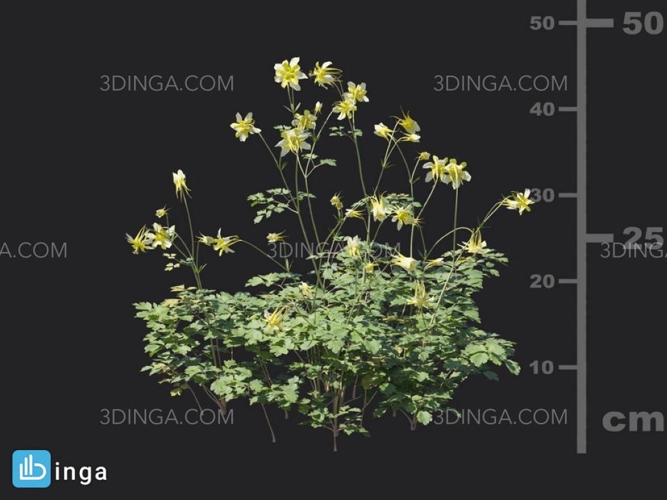 بوته گیاهان گلدار
