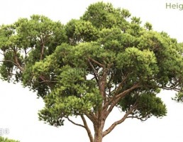 درخت کاج