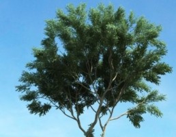 درخت بلوط
