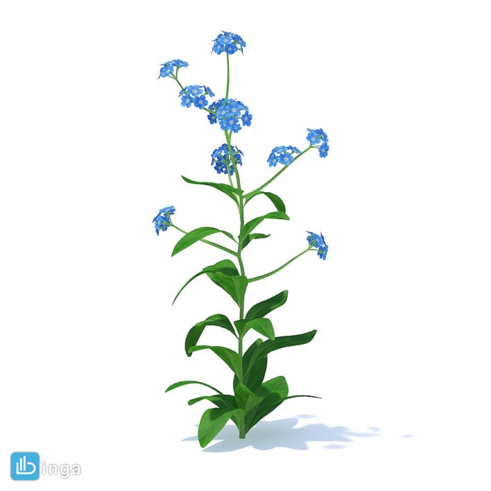 گیاه شمعدانی جاودان ( گرانیوم )