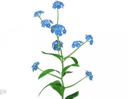 گیاه شمعدانی جاودان ( گرانیوم )