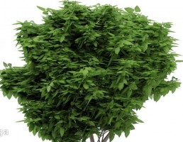 درخت کاتالپا