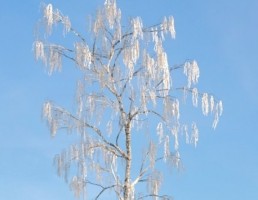 درخت Betula