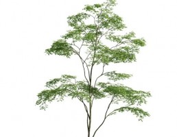 درخت حنگلی