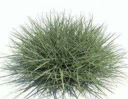 چمن و بوته