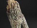 تنه ی درخت شکسته