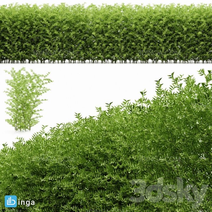 مدل سه بعدی گیاهان بوش