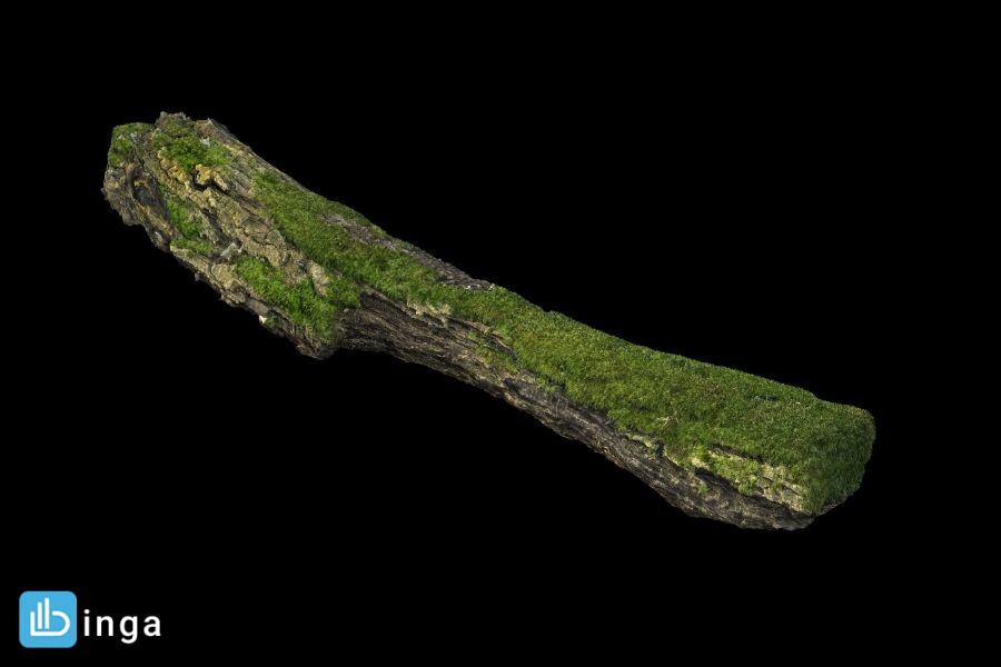گلسنگ روی تنه درخت بریده شده